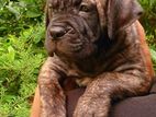 Cane Corso puppies