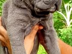Cane Corso Puppies