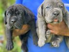 Cane Corso Puppies