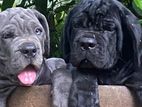 Cane Corso Puppies