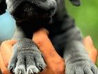 Cane Corso Puppies