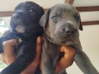 Cane Corso Puppies