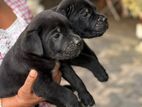 Cane Corso Puppies