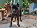 Cane Corso Puppies