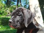 Cane Corso Puppies
