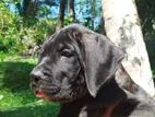 Cane Corso Puppies