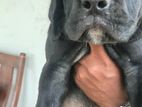 Cane Corso Puppies
