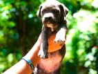 Cane Corso Puppies