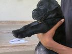 Cane Corso Puppies