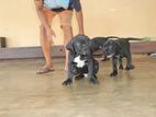 Cane Corso Puppies