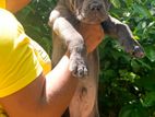 CANE CORSO PUPPY