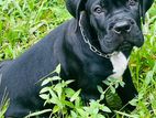 Cane Corso Puppy