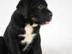 Cane Corso Puppy