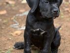Cane Corso Puppy