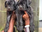 Cane Corso Puppy