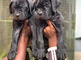 Cane Corso Puppy