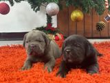 Cane Corso Puppies