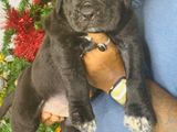 Cane Corso Puppy