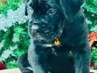 Cane Corso Puppy