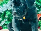 Cane Corso Puppy