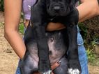 Cane Corso Puppy