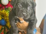 Cane Corso Puppy