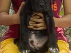 Cane Corso Puppy