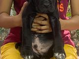 Cane Corso Puppy