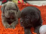 Cane Corso Puppy