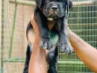 Cane Corso Puppy