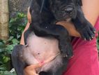 Cane Corso Puppy