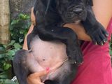 Cane Corso Puppy