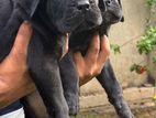 Cane Corso Puppy