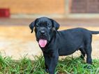 Cane Corso Puppy