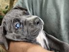 Cane Corso puppy