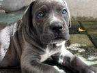 Cane Corso Puppy