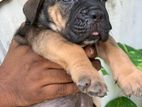 Cane Corso Puppy