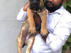 Cane Corso Puppy