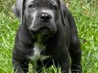 Cane Corso Puppy