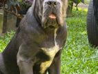 Cane Corso Puppy