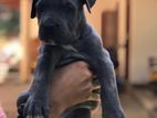Cane Corso Puppies