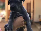 Cane Corso Puppies
