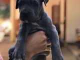 Cane Corso Puppies
