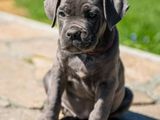 Cane Corso Puppy