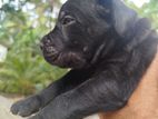 Cane Corso Puppy