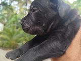 Cane Corso Puppy