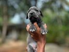 Cane Corso Puppy