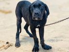 cane corso puppy