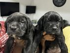 Cane Corso Puppies