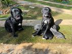 Cane Corso Puppies